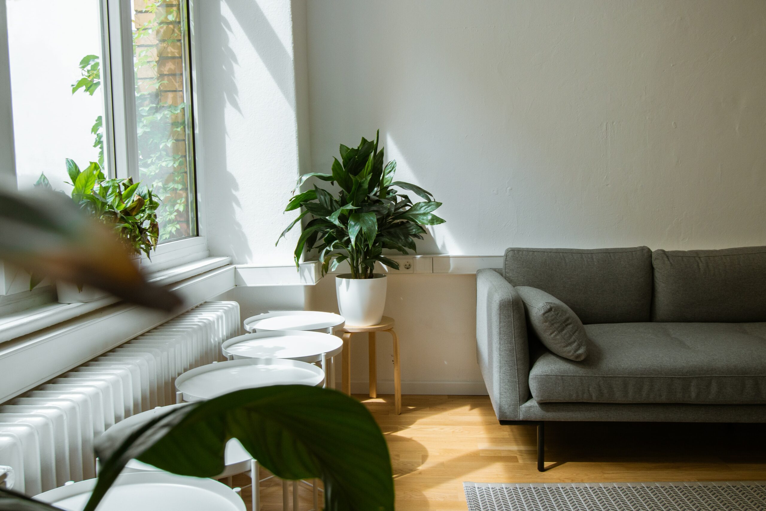 Front room of a house with sofa and plant